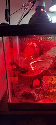 Pet Supply Store «Petco Animal Supplies», reviews and photos, 377 W Jackson St #11, Cookeville, TN 38501, USA