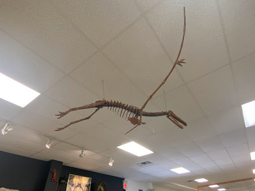 Museum «Dinosaur World», reviews and photos, 1058 Park Rd 59, Glen Rose, TX 76043, USA