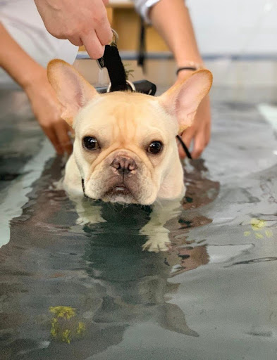 Fisio Care Pet Jardins em São Paulo - SP