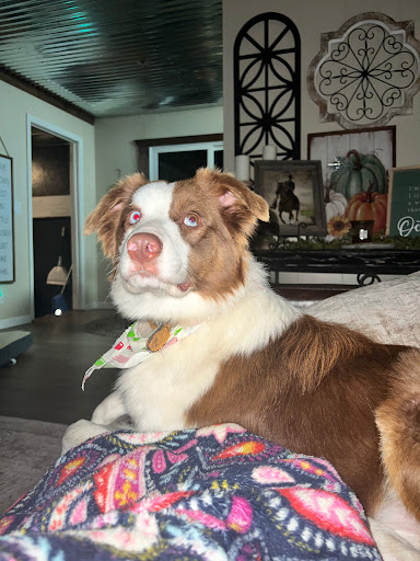 Pruitt's Pet Paradise