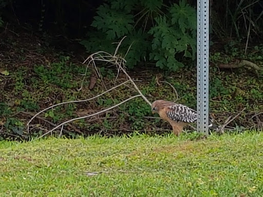 Golf Course «River Run Golf Links», reviews and photos, 1801 27th St E, Bradenton, FL 34208, USA