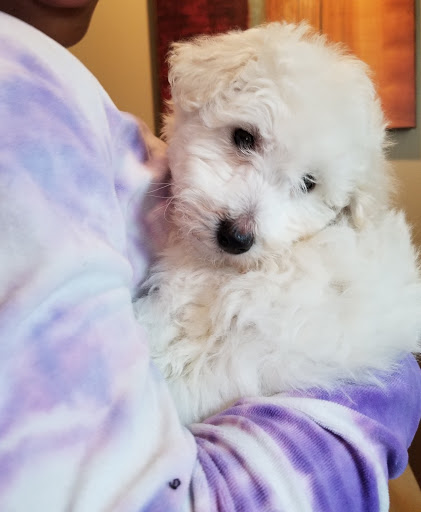 Pet Store «AA Ridgewood Kennels II, LLC», reviews and photos, 11 E Tolna Rd, Shrewsbury, PA 17361, USA