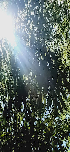 Park «Griggs Park», reviews and photos, 33 Griggs Rd, Brookline, MA 02446, USA