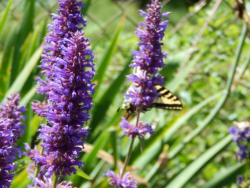 History Museum «Pittock Mansion», reviews and photos, 3229 NW Pittock Dr, Portland, OR 97210, USA