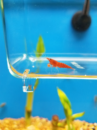 Pet Supply Store «Petco Animal Supplies», reviews and photos, 7215 170th Ave NE #115, Redmond, WA 98052, USA