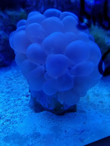 Aquarium «Jays Aquatics», reviews and photos, 10 Lawrence Rd, Salem, NH 03079, USA