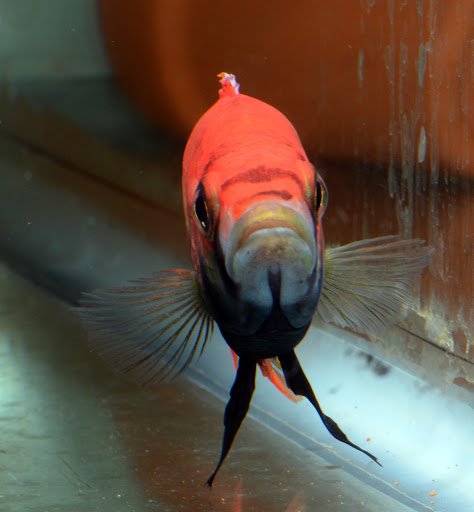 Aquarium Shop «Something Fishy Inc.», reviews and photos, 4764 State Rd, Cleveland, OH 44109, USA