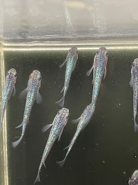 メダカのお家 みさと