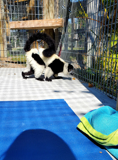 Non-Profit Organization «Big Cat Habitat & Gulf Coast Sanctuary», reviews and photos, 7101 Palmer Blvd, Sarasota, FL 34240, USA