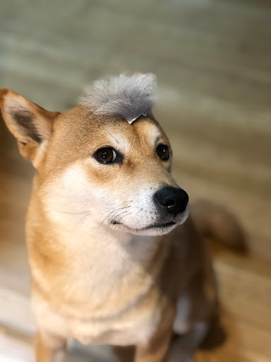 Pet Supply Store «Pet Food Express», reviews and photos, 372 Woodside Rd, Redwood City, CA 94061, USA