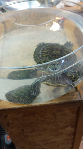 Nail Salon «Blush Beauty Salon», reviews and photos, 1160 E Yorba Linda Blvd, Placentia, CA 92870, USA