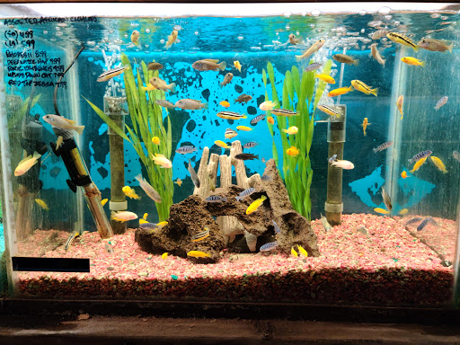 Tropical Fish Store «Tropical Fish World», reviews and photos, 11365 San Pablo Ave, El Cerrito, CA 94530, USA