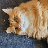 The Comforted Kitty - Photo 4 - Car repair in , Mission Viejo