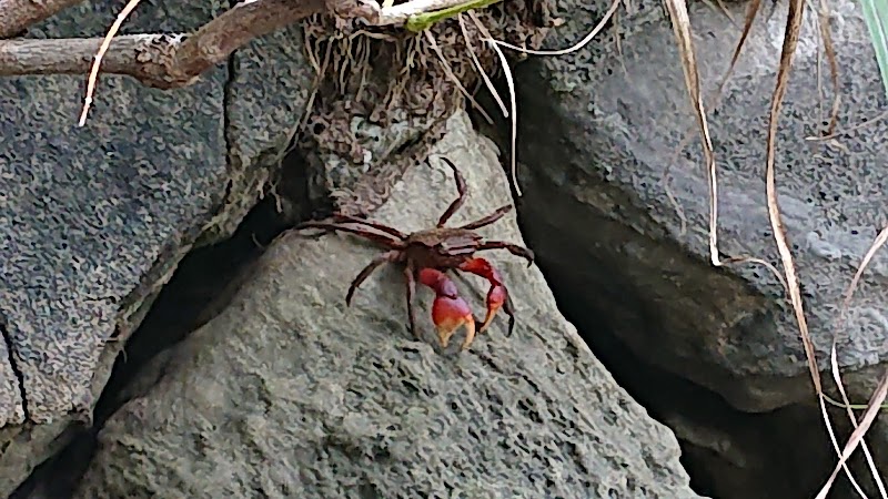小網代の森 神奈川県三浦市三崎町 自然保護公園 公園 グルコミ