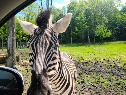 Restaurant «Hidden Valley Animal Adventure», reviews and photos, 2887 Royce Rd, Varysburg, NY 14167, USA