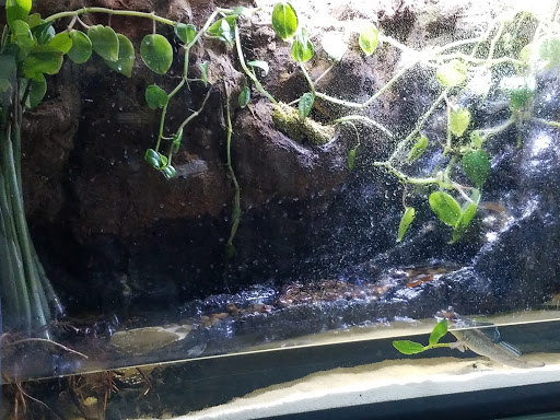 Pet Store «Fins Feathers Paws Claws», reviews and photos, 201 Station Rd, Quakertown, PA 18951, USA