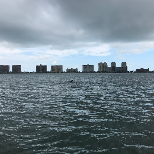 Aquarium «Clearwater Marine Aquarium», reviews and photos, 249 Windward Passage, Clearwater, FL 33767, USA