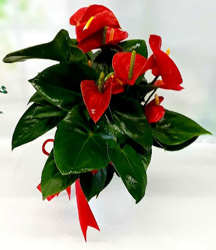 Florist «Fiesta Flowers, Plants & Gifts», reviews and photos, 744 W Elliot Rd #103, Tempe, AZ 85284, USA