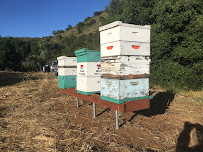 D’s Bee Rescue Service - Photo 4 - Car repair in , Escondido