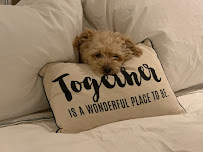 Patty's Pups - Photo 5 - Car repair in Gurnee, IL, Round Lake Beach