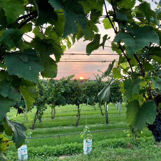 Winery «Third Hill Winery @ DeMello Vineyards», reviews and photos, 2110 Quicksburg Rd, Quicksburg, VA 22847, USA