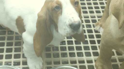 Pet Store «Petland», reviews and photos, 920 Hebron Rd, Heath, OH 43056, USA