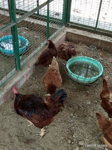 Central Poultry Development Organisation