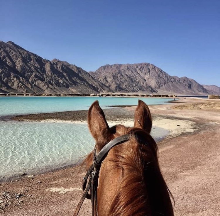 Sinai Spirit Horseback Tours Dahab