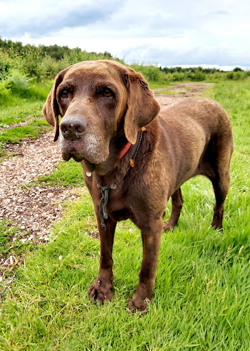 Tierarztpraxis K. Günther Tierarzt unter Süderau, Schleswig-Holstein