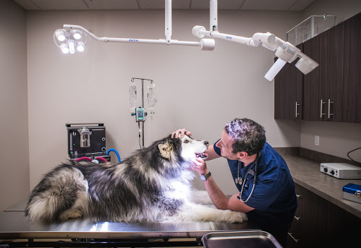 Dr. Noah's Ark Veterinary Clinic