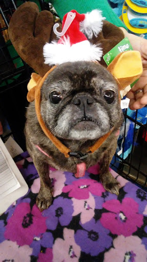 Pet Supply Store «Petco Animal Supplies», reviews and photos, 717 SE Geary St #101, Albany, OR 97321, USA