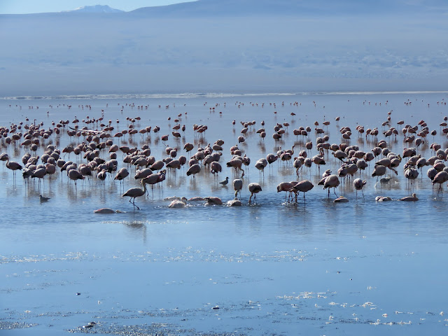 Pastos Grandes Lake by null