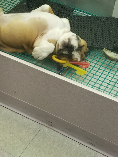 Pet Store «Friendly Pets», reviews and photos, 625 Friendly Center Rd, Greensboro, NC 27408, USA