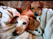 Leader Heights Animal Hospital - Photo 9 - Car repair in York, PA, York