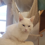 Photo n°7 de l'avis de ArtemisDSilverstone. fait le 18/11/2022 à 11:24 sur le  Cat Café Miezhaus / Bielefeld à Bielefeld