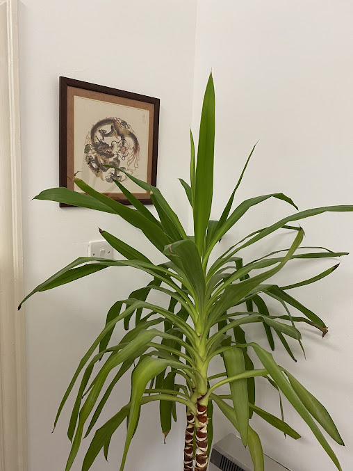 الوخز بالإبر عيادة الطب الصيني التقليدي - Ranelagh - AcuWell Acupuncture and Traditional Chinese Medicine Clinic - Ranelagh