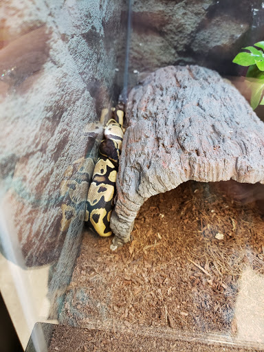 Pet Supply Store «Petco Animal Supplies», reviews and photos, 2131 Pleasant Hill Rd, Duluth, GA 30096, USA