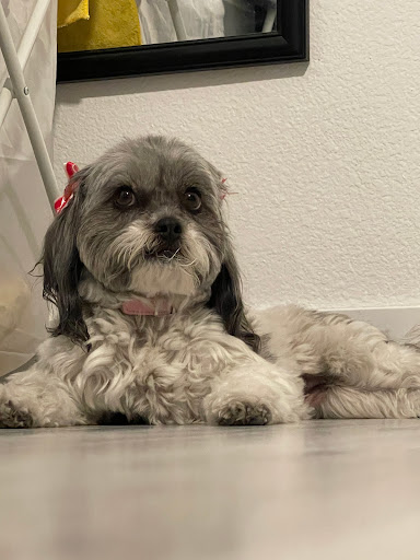 Pet Groomer «Woof Gang Bakery & Grooming Las Vegas», reviews and photos, 7080 N Durango Dr #140, Las Vegas, NV 89149, USA