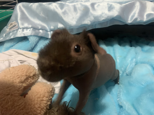 Tobacco Shop «Up In Smoke», reviews and photos, 4300 W Lake Mary Blvd #1070, Lake Mary, FL 32746, USA