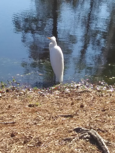 Golf Club «The Hackler Course at Coastal Carolina University», reviews and photos, 107 Citadel Dr, Conway, SC 29526, USA