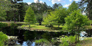 Okefenokee Swamp Park