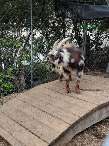 Tourist Attraction «Chestnut Square Historic Village», reviews and photos, 315 S Chestnut St, McKinney, TX 75069, USA