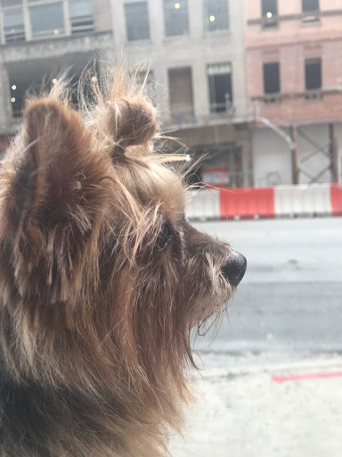 Pet Store «Downtown Pawz», reviews and photos, 1623 Main St #106, Dallas, TX 75201, USA