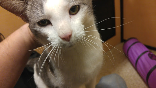 Pet Supply Store «PetSmart», reviews and photos, 1042 Fairplain Dr, Benton Harbor, MI 49022, USA