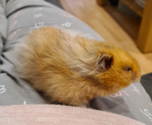 Filderhamster unter Süßen, 