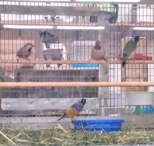 Pet Supply Store «Blackwinds Pet Supplies», reviews and photos, 2494 Military Rd, Niagara Falls, NY 14304, USA