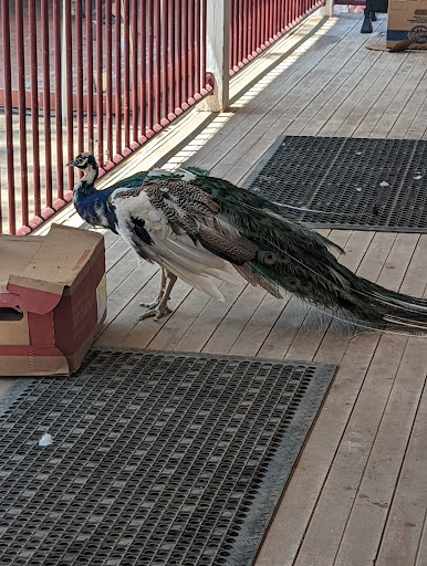 Zoo «Sierra Safari Zoo», reviews and photos, 10200 N Virginia St, Reno, NV 89506, USA