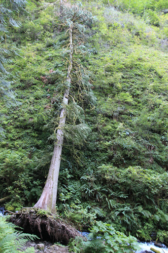 Tourist Attraction «Fairy Falls», reviews and photos, Wahkeena Trail #420, Corbett, OR 97019, USA