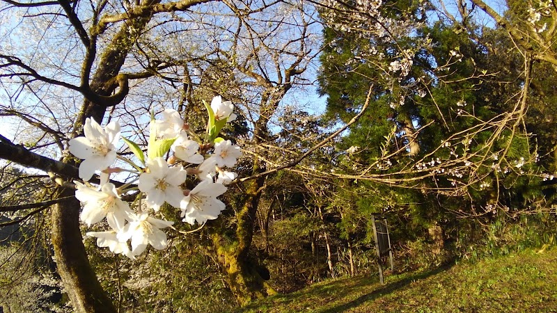 花尾の江戸彼岸桜