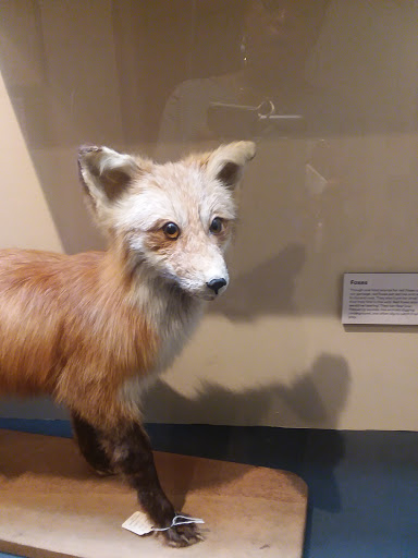 Natural History Museum «Yale Peabody Museum of Natural History», reviews and photos, 170 Whitney Ave, New Haven, CT 06511, USA